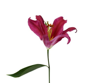 Güzel kırmızı zambak çiçeği beyaz arkaplanda izole edilmiş