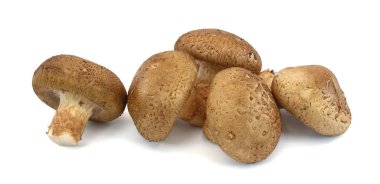 Lentinus beyaz arka planda izole edilmiş mantar edodes