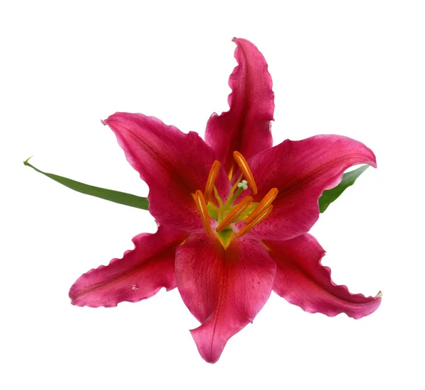 Güzel kırmızı zambak çiçeği beyaz arkaplanda izole edilmiş