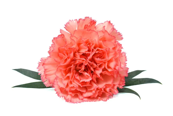 Güzel karanfil çiçeği beyaz arka planda izole edilmiş