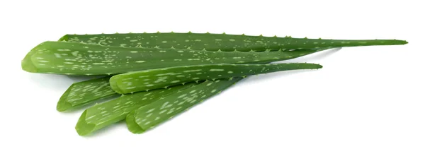 Aloe Vera Isolé Sur Fond Blanc — Photo