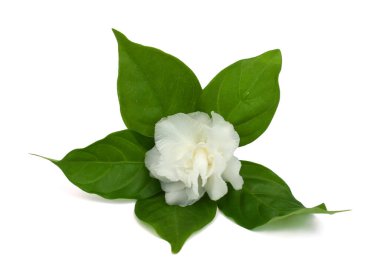 güzel Jasminum sambac çiçeği (sampaguita, melati putih) beyaz arka planda izole edilmiş