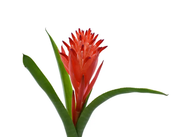 Güzel Kırmızı Bromeliad Çiçeği Beyaz Arkaplanda Izole Edilmiş — Stok fotoğraf