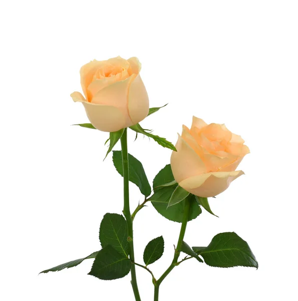 Beautiful Yellow Rose Flower Isolated White Background — Stock Photo, Image