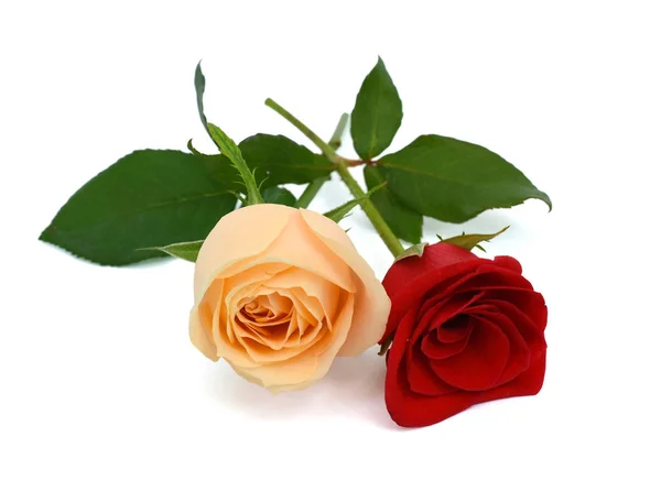 Hermosas Flores Rosas Aisladas Sobre Fondo Blanco —  Fotos de Stock