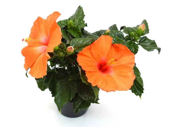 Güzel Hibiscus çiçekleri tencerede, beyaz arka planda izole.
