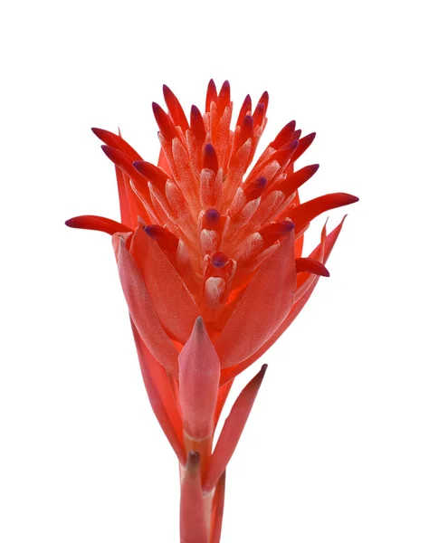 Krásný Červený Bromeliad Květ Izolované Bílém Pozadí — Stock fotografie