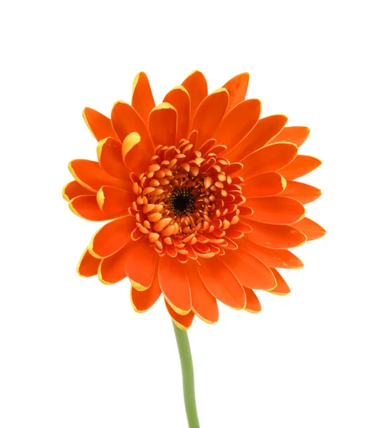 Vacker Orange Gerbera Blomma Isolerad Vit Bakgrund — Stockfoto