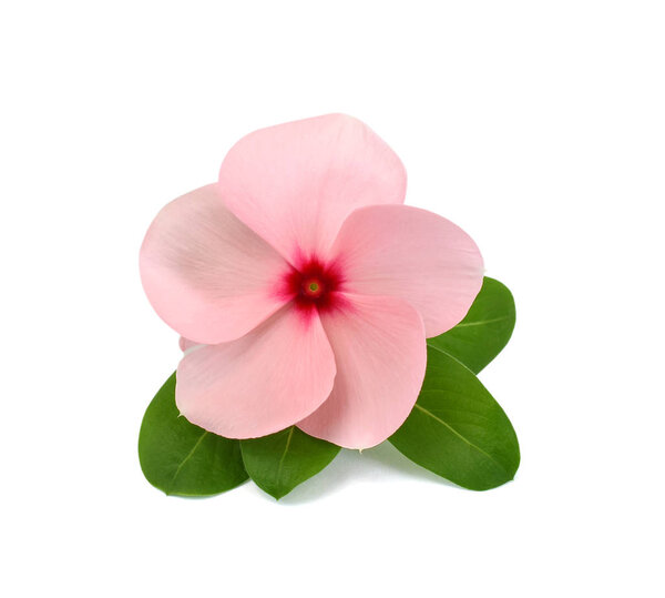 красивый цветок Periwinkle изолированы на белом фоне