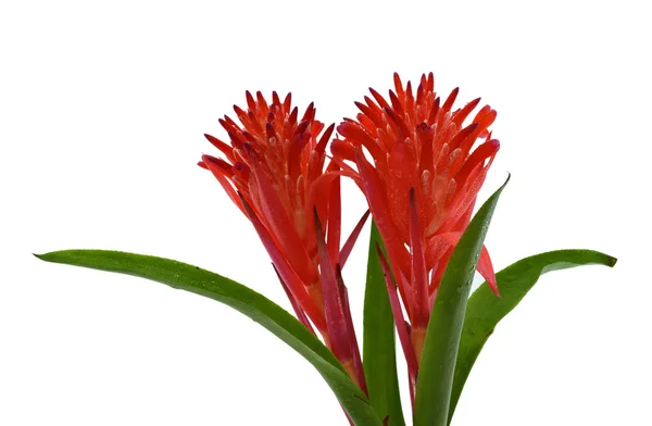 Hermosa Flor Bromeliad Roja Aislada Sobre Fondo Blanco —  Fotos de Stock