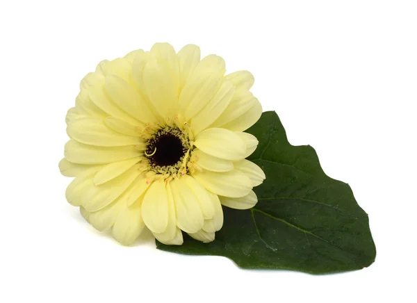 Belle Fleur Jaune Gerbera Marguerite Isolée Sur Fond Blanc — Photo