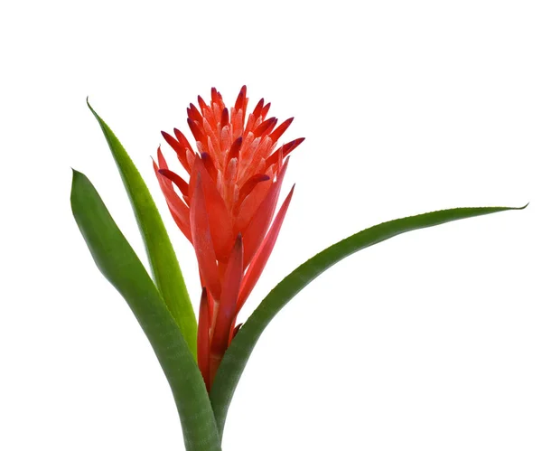 Hermosa Flor Bromeliad Roja Aislada Sobre Fondo Blanco —  Fotos de Stock