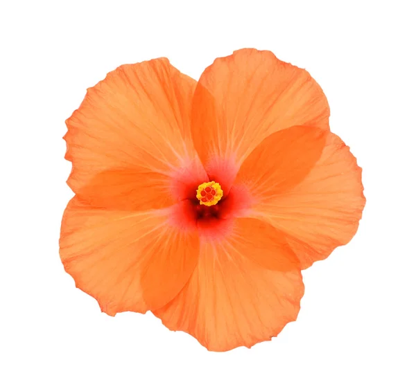 Beautiful Hibiscus Flower Roe Mallow Isolated White Background Stock Photo