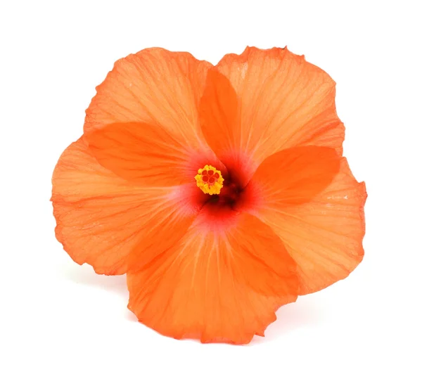 Beautiful Hibiscus Flower Roe Mallow Isolated White Background Stock Photo