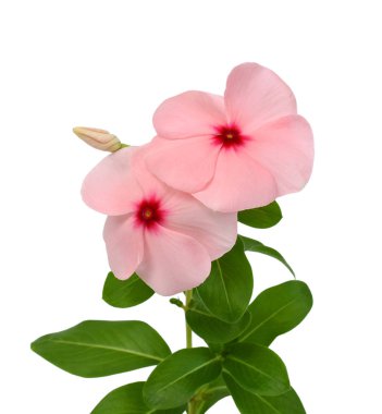 Güzel Periwinkle çiçeği beyaz arkaplanda izole edilmiş