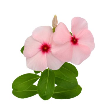 Güzel Periwinkle çiçeği beyaz arkaplanda izole edilmiş