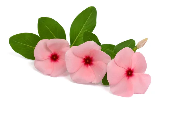 Beautiful Periwinkle Flower Isolated White Background — Stock Photo, Image