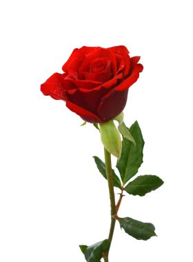 Beyaz arkaplanda izole kırmızı gül çiçeği