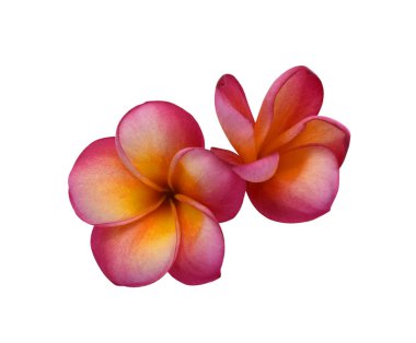 Güzel kırmızı frangipani çiçeği beyaz arkaplanda izole edilmiş.