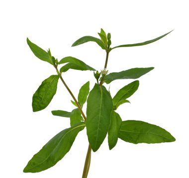 Beyaz arkaplanda izole edilmiş taze Eclipta alba (Eclipta prostrata L)