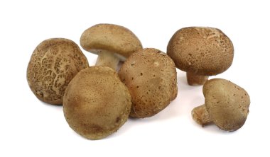 Lentinus beyaz arka planda izole edilmiş mantar edodes