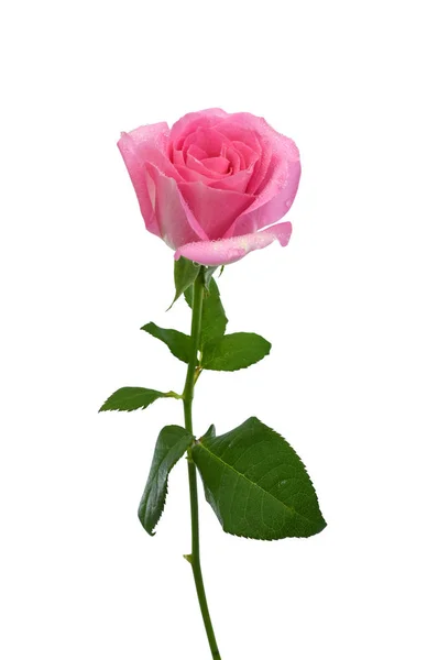 Beyaz arkaplanda izole edilmiş pembe gül çiçeği