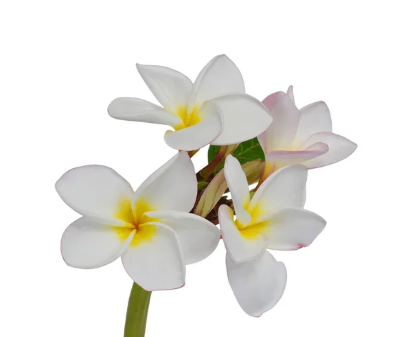 白い背景に孤立した美しい白フランジパニの花 — ストック写真