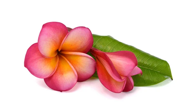 Beautiful Red Frangipani Flower Isolated White Background — 스톡 사진