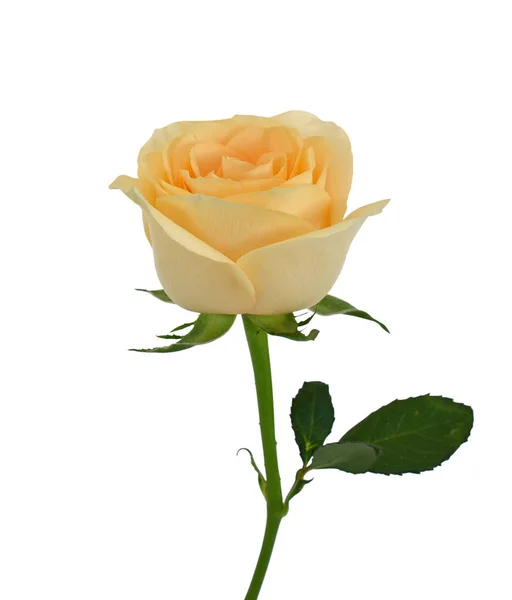 Piękny Żółty Kwiat Róży Izolowane Białym Tle — Zdjęcie stockowe