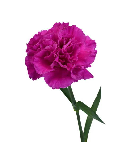 Güzel mor karanfil çiçeği beyaz arka planda izole edilmiş