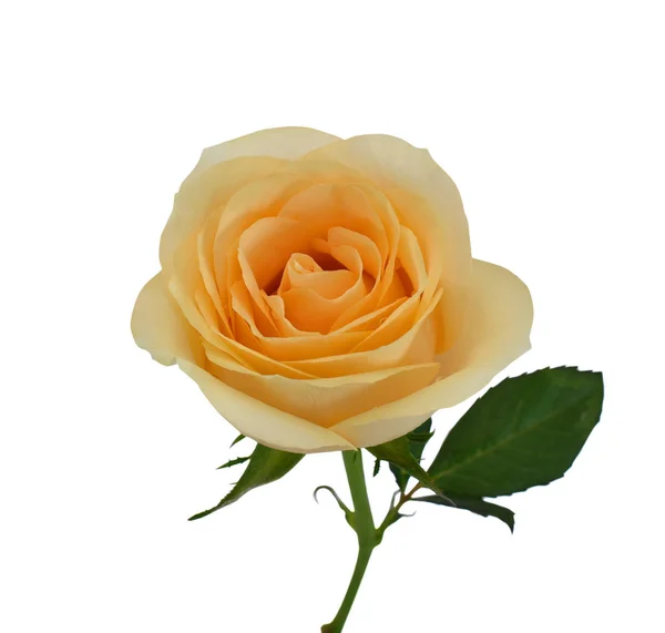 Hermosa Flor Rosa Amarilla Con Rocío Aislado Sobre Fondo Blanco —  Fotos de Stock