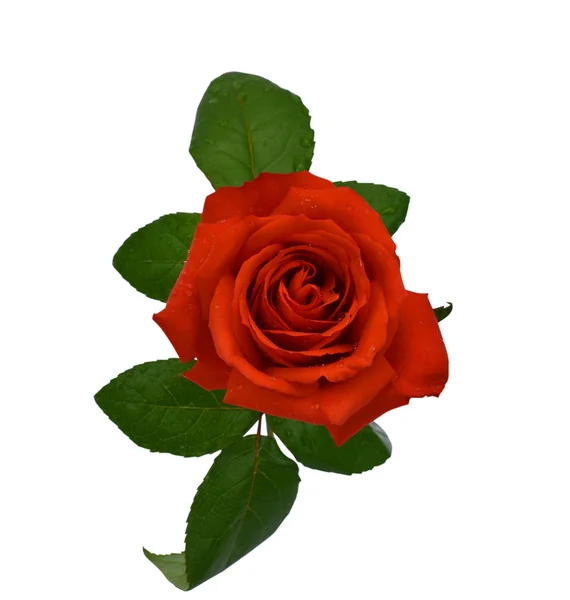 Beautiful Red Rose Flower Isolated White Background Stock Picture