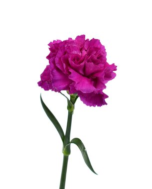 Güzel mor karanfil çiçeği beyaz arka planda izole edilmiş