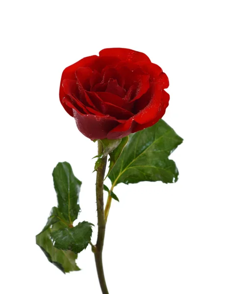 Einzelne Rote Rose Blume Isoliert Auf Weißem Hintergrund — Stockfoto