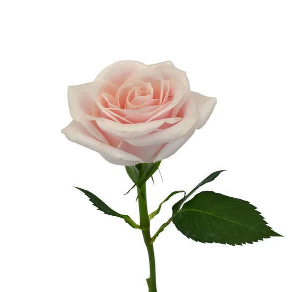 Rosa Rosa Flor Aislada Sobre Fondo Blanco —  Fotos de Stock