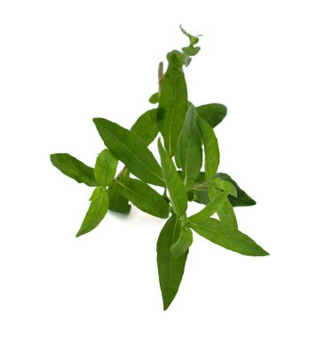 Beyaz arkaplanda izole edilmiş taze Eclipta alba (Eclipta prostrata L)