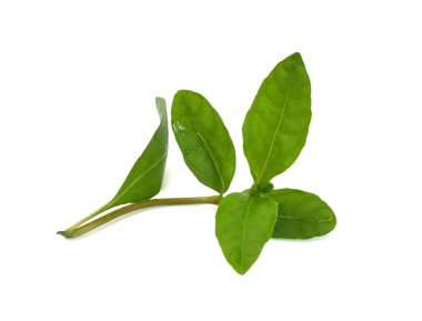 Beyaz arkaplanda izole edilmiş taze Eclipta alba (Eclipta prostrata L)