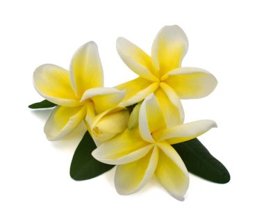 Güzel sarı Plumeria Rubra çiçeği beyaz arka planda izole edilmiş.