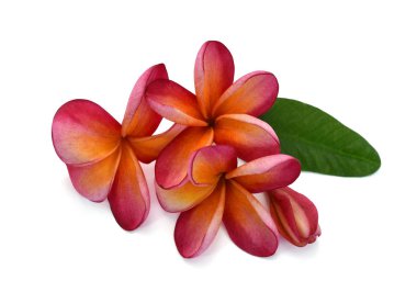 Beyaz arka planda izole edilmiş güzel kırmızı rubra çiçekleri.