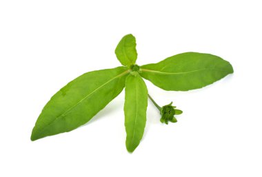 Beyaz arkaplanda izole edilmiş taze Eclipta alba (Eclipta prostrata L)