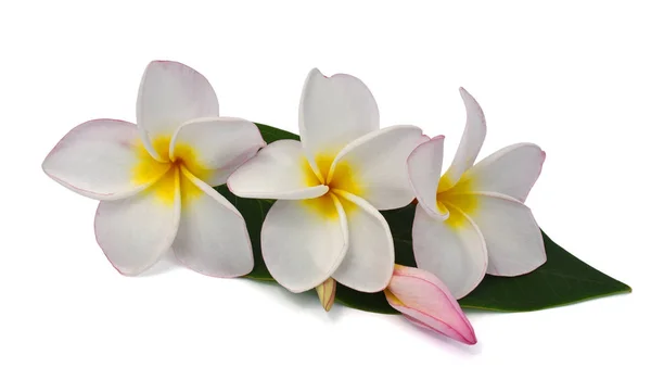 Mooie Roze Plumeria Rubra Bloem Geïsoleerd Witte Achtergrond — Stockfoto