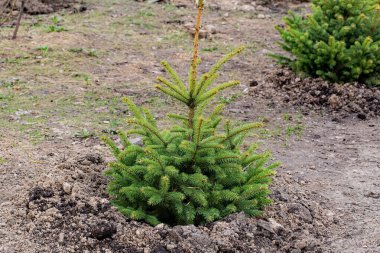 Parktaki genç Noel ağacı