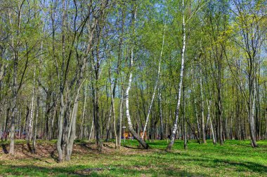 Parkta güneşli bir bahar gününde manzara