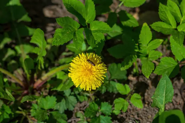 Spring Yellow Dandelion Meadow Insect — Stock Photo, Image