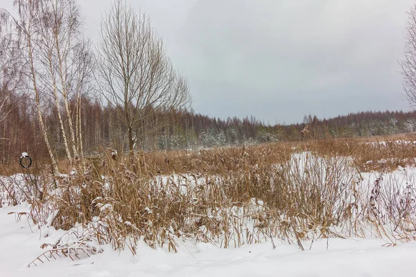 Foresta Invernale Coperta Neve — Foto Stock