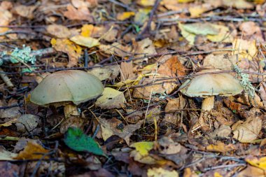 Vahşi ormanda bir sürü yenilebilir mantar.