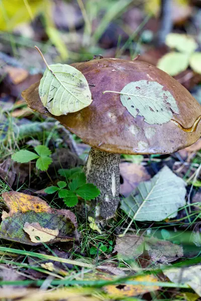 Boletus Paddestoel Close Het Voorjaarsbos — Stockfoto