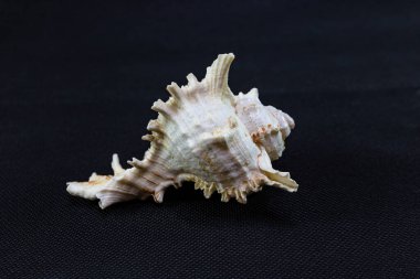 Siyah arka planda deniz kabuğu.