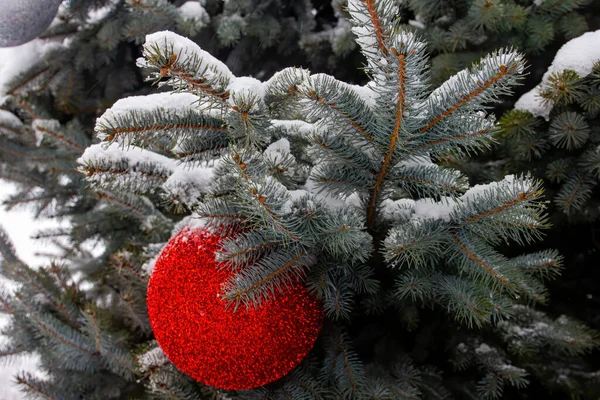 Red Ball Blue Spruce Close — Stock Photo, Image