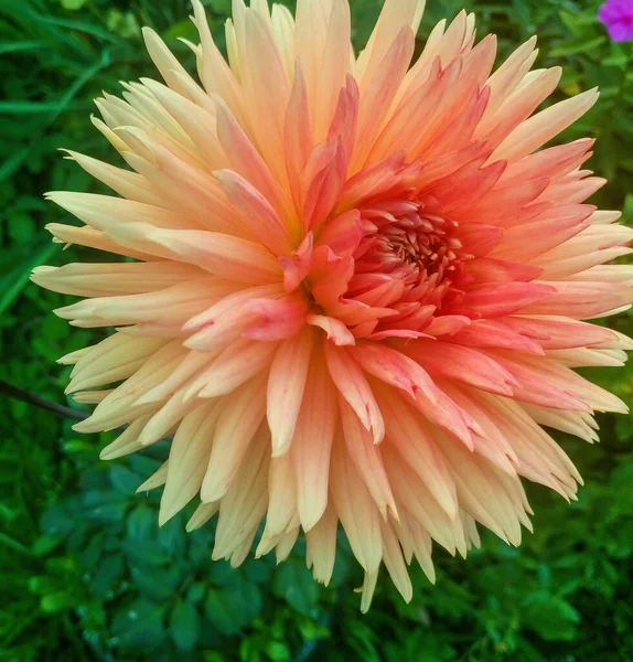 Belle Fleur Jaune Orangé Dans Jardin — Photo